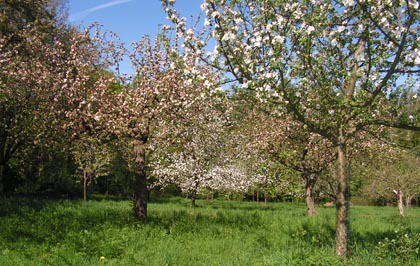 Streuobstwiesen